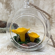 Product shot for: Fungi Terrarium - Chanterelle