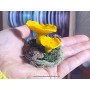 Fungi Terranium - Chanterelle: Handmade Polymer Clay Mushrooms